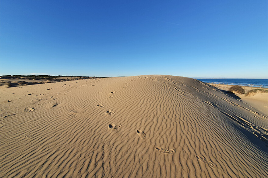 Pine forest park and dunes